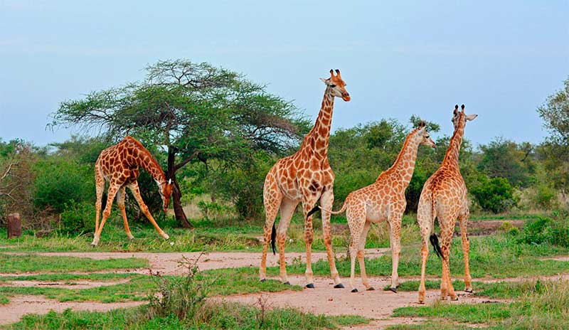 Kruger Nemzeti Park, Dél-Afrika, zsiráfok