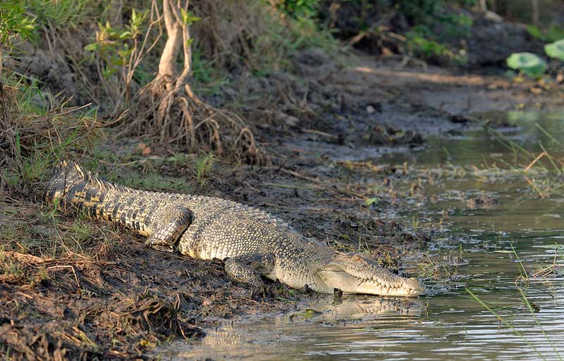 Krokodil támadt kempingezőre Ausztráliában